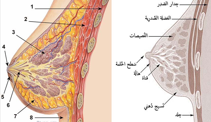 العلاقة بين سرطان الثدي وحبوب منع الحمل