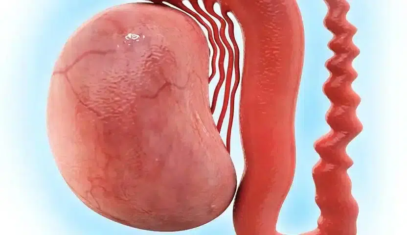 كيف يتم تشخيص سرطان الخصية؟